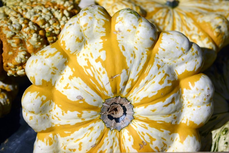 Тыква Кукурбита