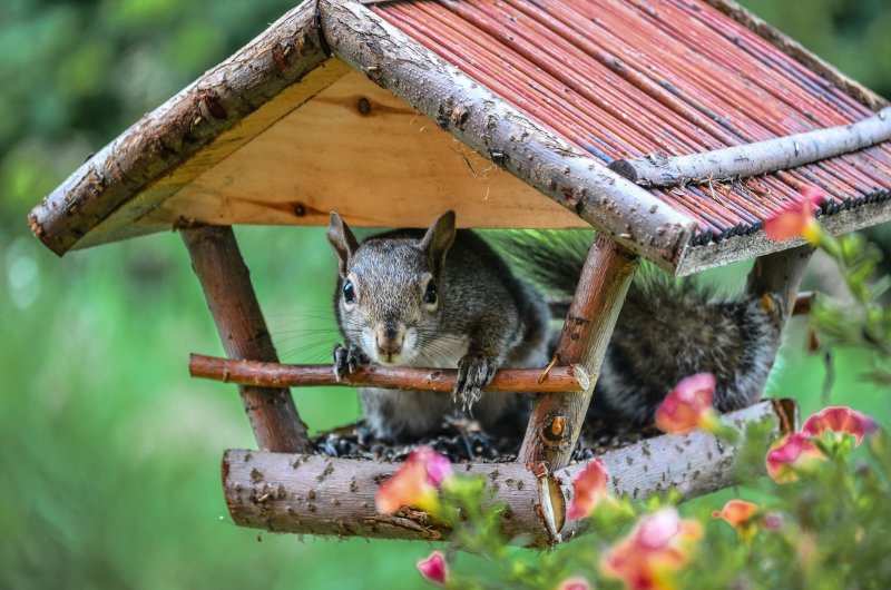 Беличьи кормушки