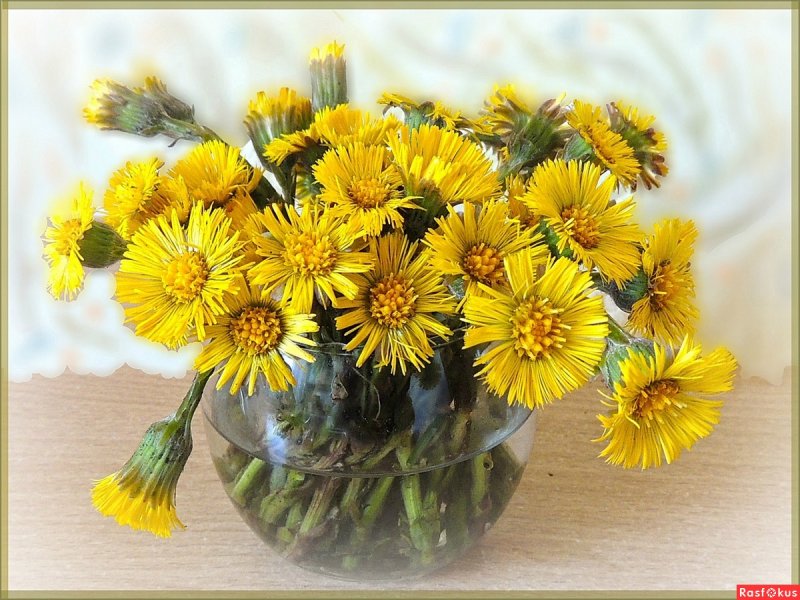 Охапка одуванчиков