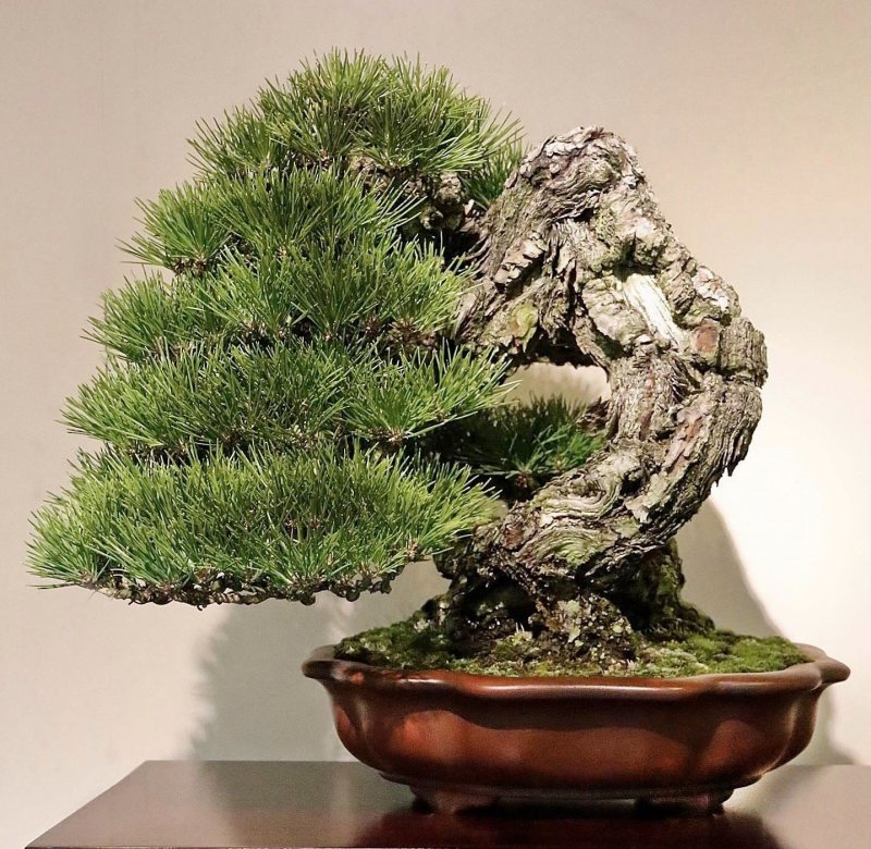Дерево Pine Bonsai