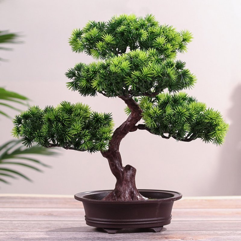 Дерево Pine Bonsai