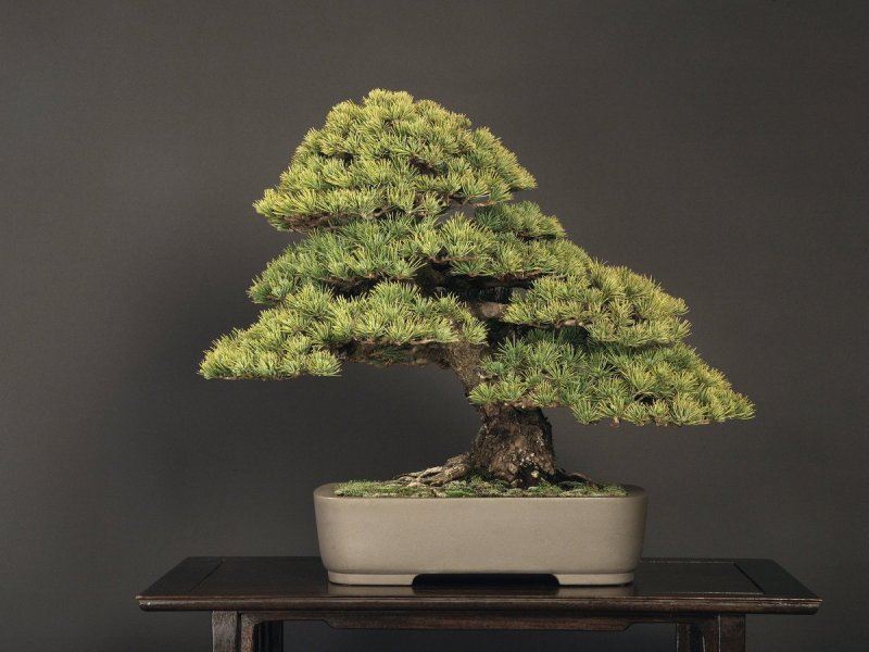 Дерево Pine Bonsai