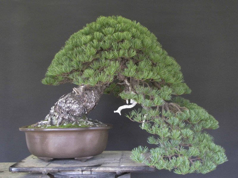 Дерево Pine Bonsai