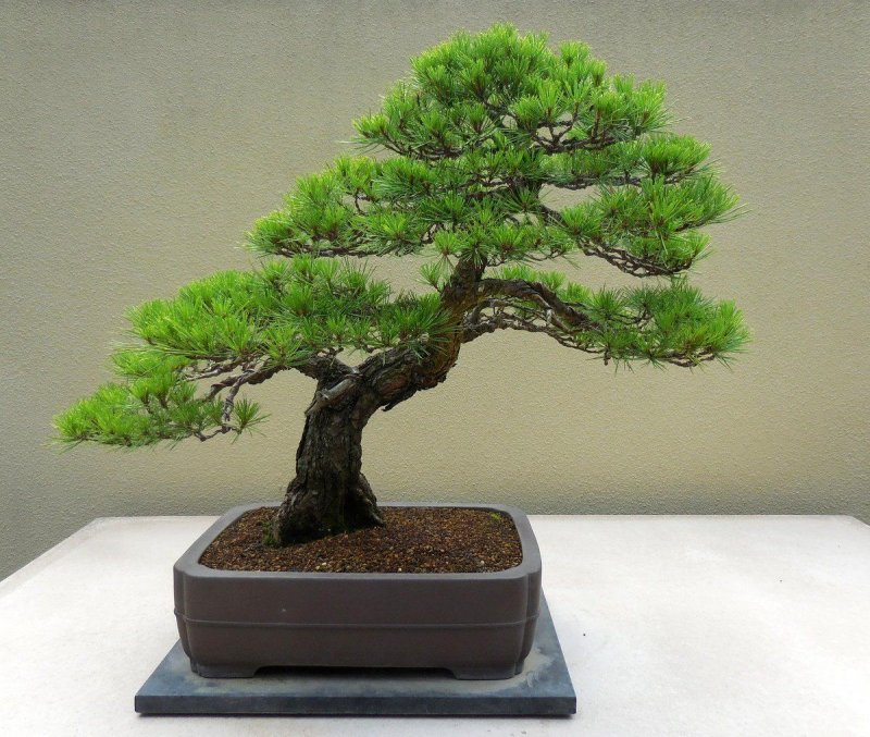 Pinus wallichiana Bonsai