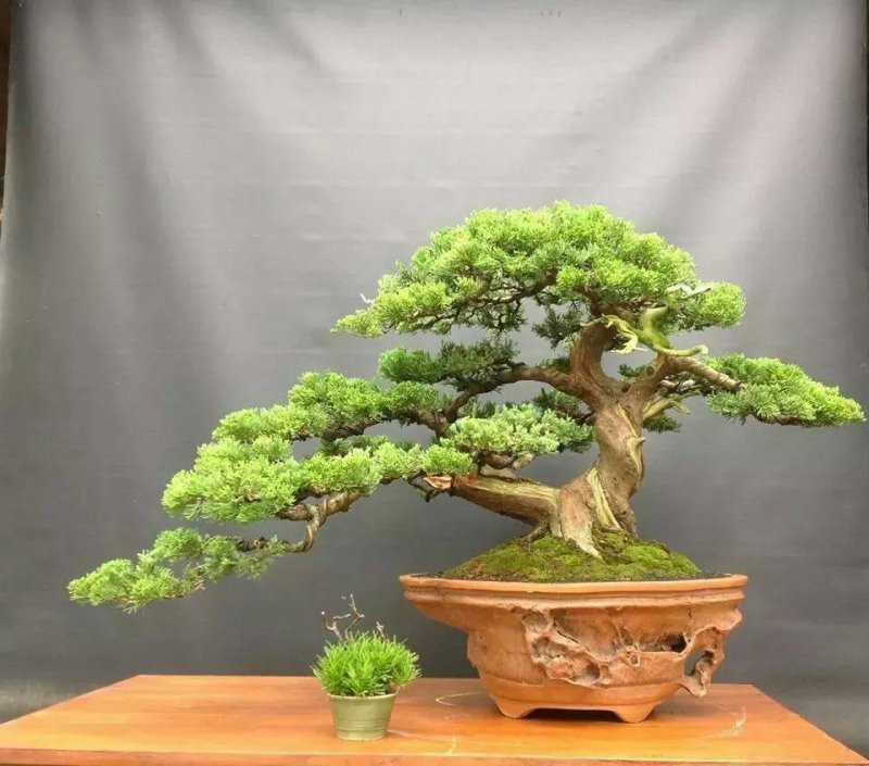 Juniper Bonsai Tree