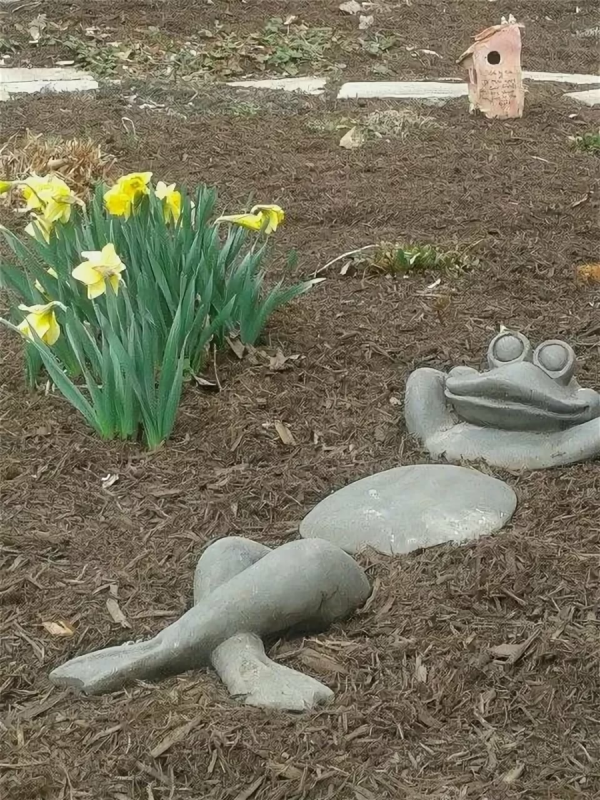 Кактус из камней в горшке