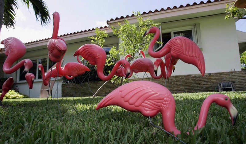 Of the Plastic Pink Flamingo