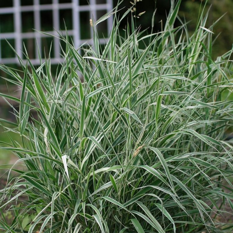 "Канареечник тростниковидный Phalaris arundinacea"
