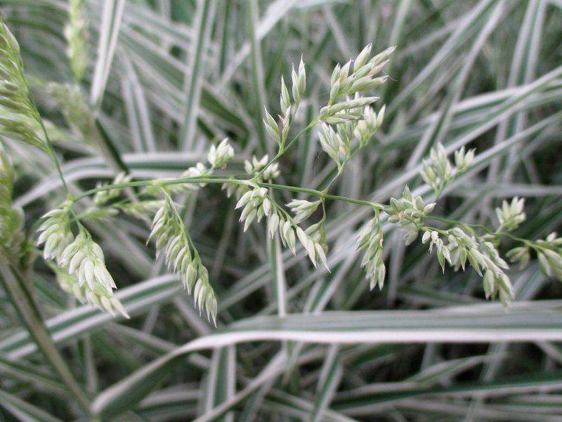 "Канареечник тростниковидный Phalaris arundinacea"