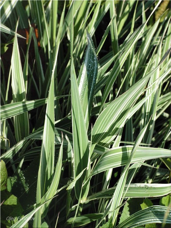 "Канареечник тростниковидный Phalaris arundinacea"