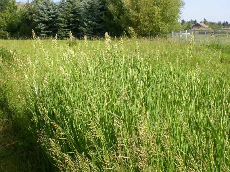 Pennisetum arundinacea Feesey