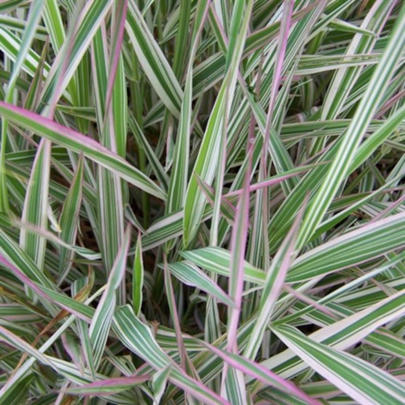 "Канареечник тростниковидный Phalaris arundinacea"