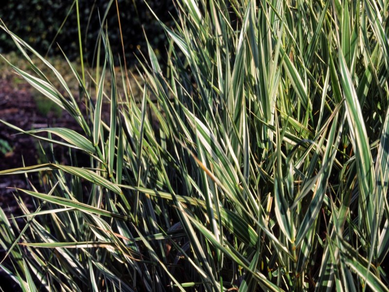 Phalaris arundinacea variegata