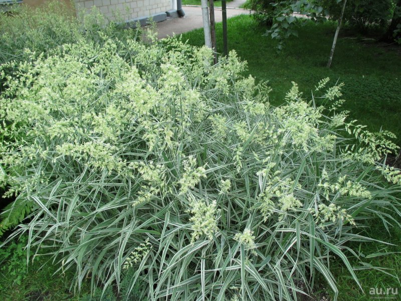 Райграс Arrhenatherum
