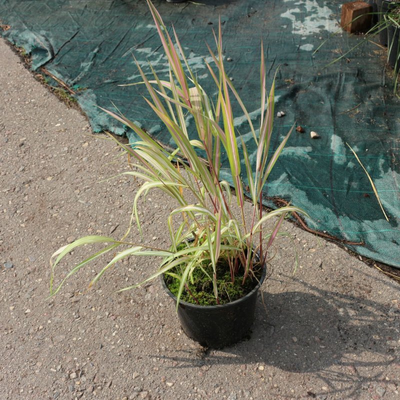 Phalaris arundinacea Вариегата