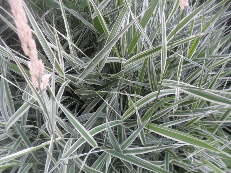 Двукисточник тростниковидный (Phalaris arundinacea).