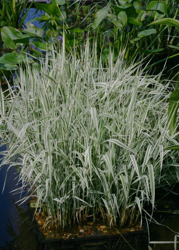 Phalaris arundinacea