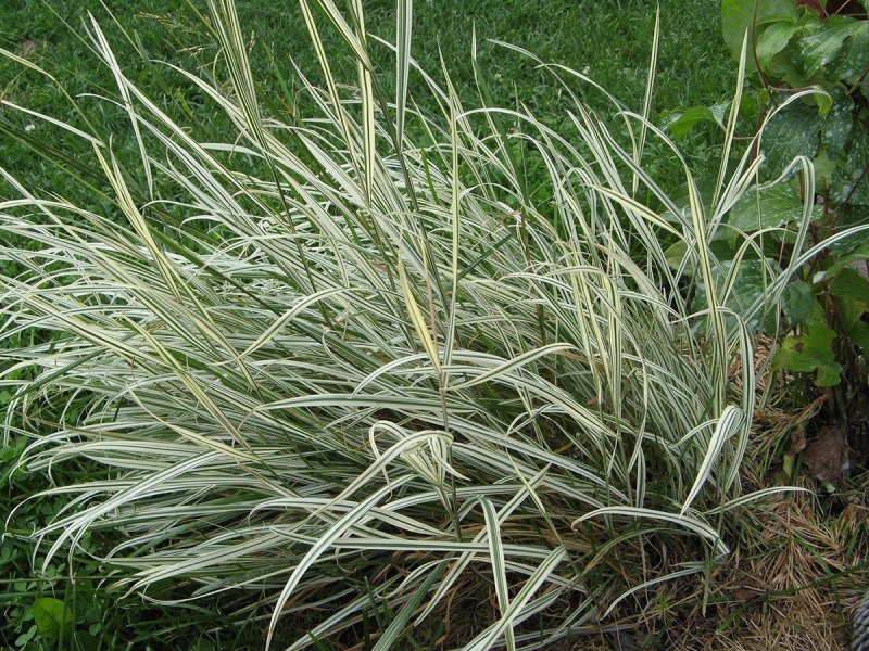 Фалярис тростниковый (Phalaris arundinacea)