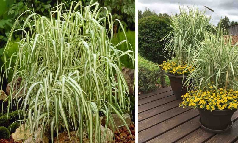 "Канареечник тростниковидный Phalaris arundinacea"
