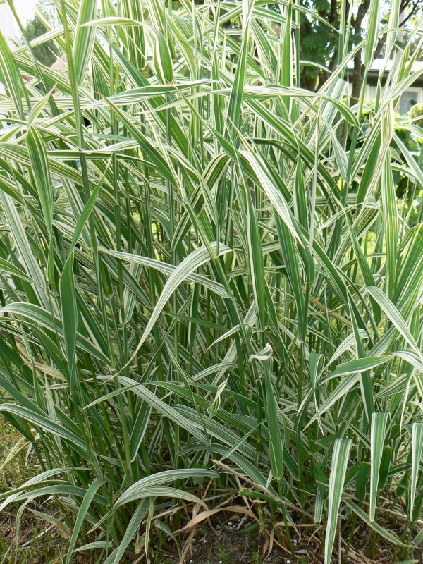 Райграс бульбоносный (Arrhenatherum bulbosum)