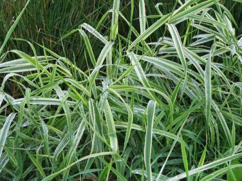 Мискантус variegatus