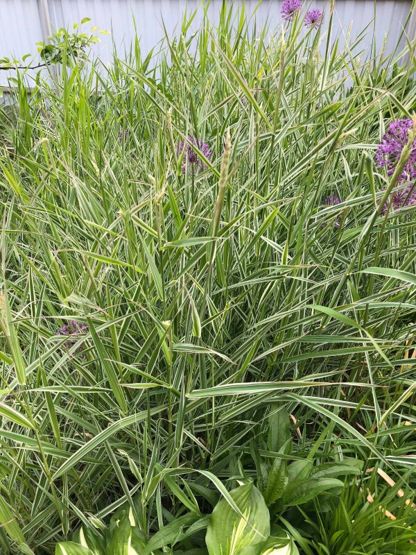 "Канареечник тростниковидный Phalaris arundinacea"