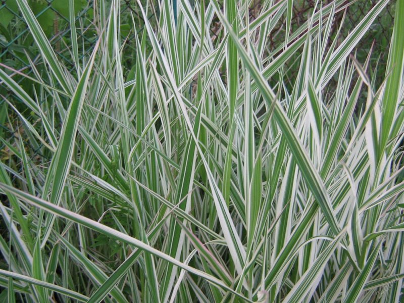Манник большой Вариегата -Glyceria maxima `variegata`.