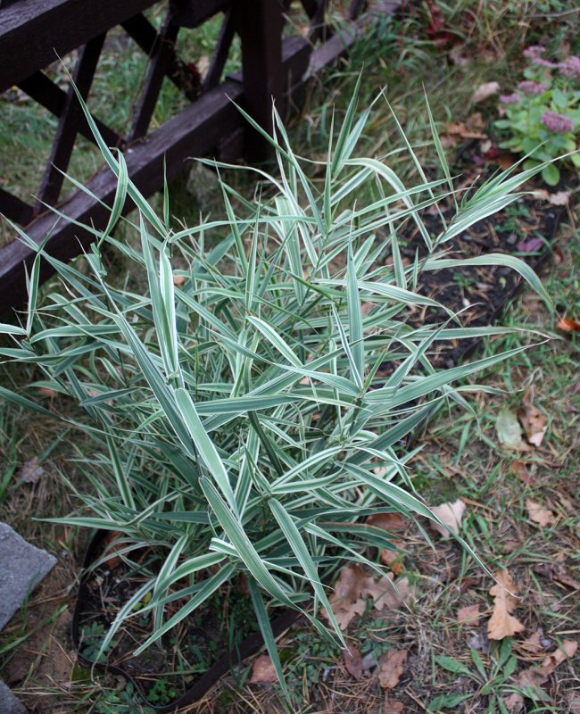 Мискантус китайский "variegata"