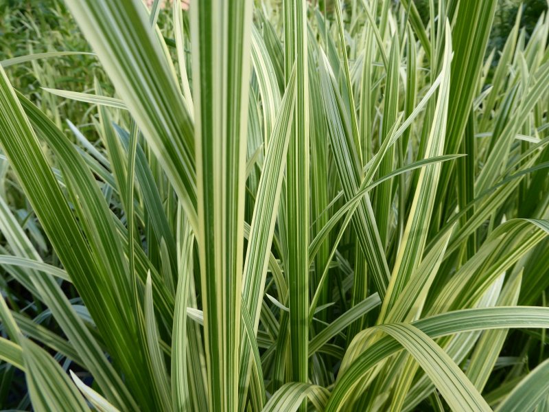 Осока Морроу (Carex morrowii `variegata`)