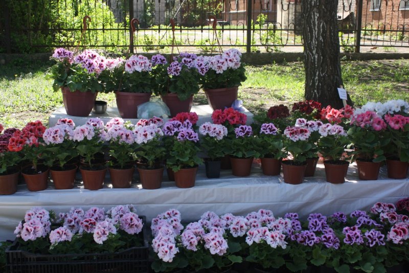 Красивые клумбы из виолы , петуньи