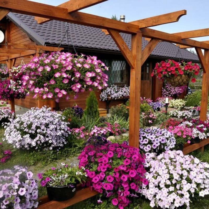 Петуния ампельная в ландшафте