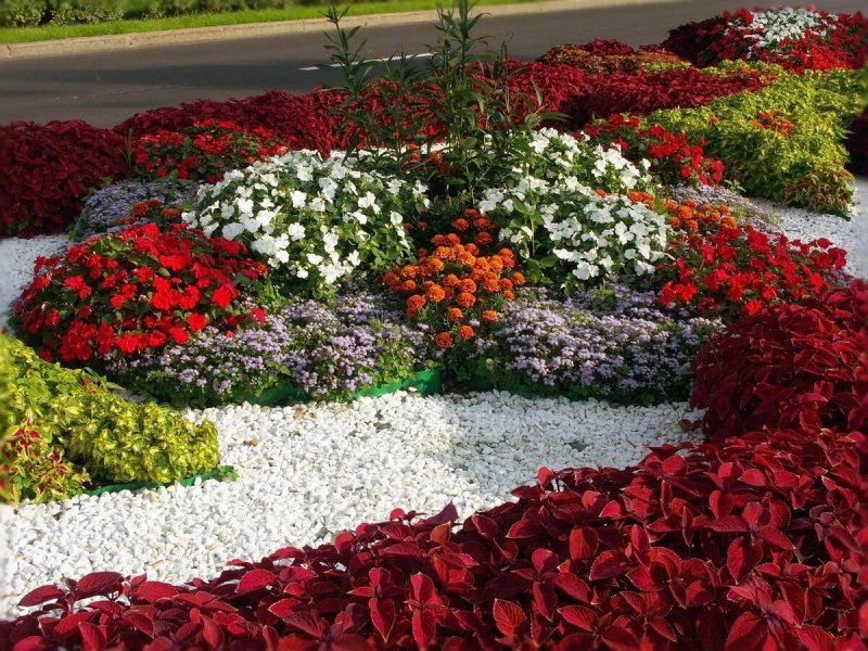 Цинерария ковровая