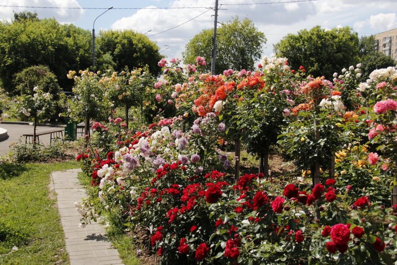 Клумба розарий (42 фото)