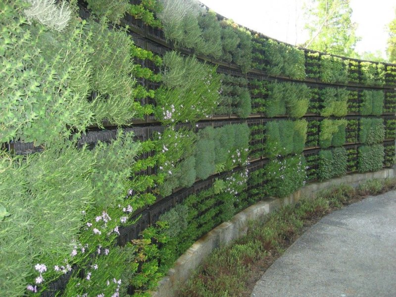 Клубника в теплице в трубах