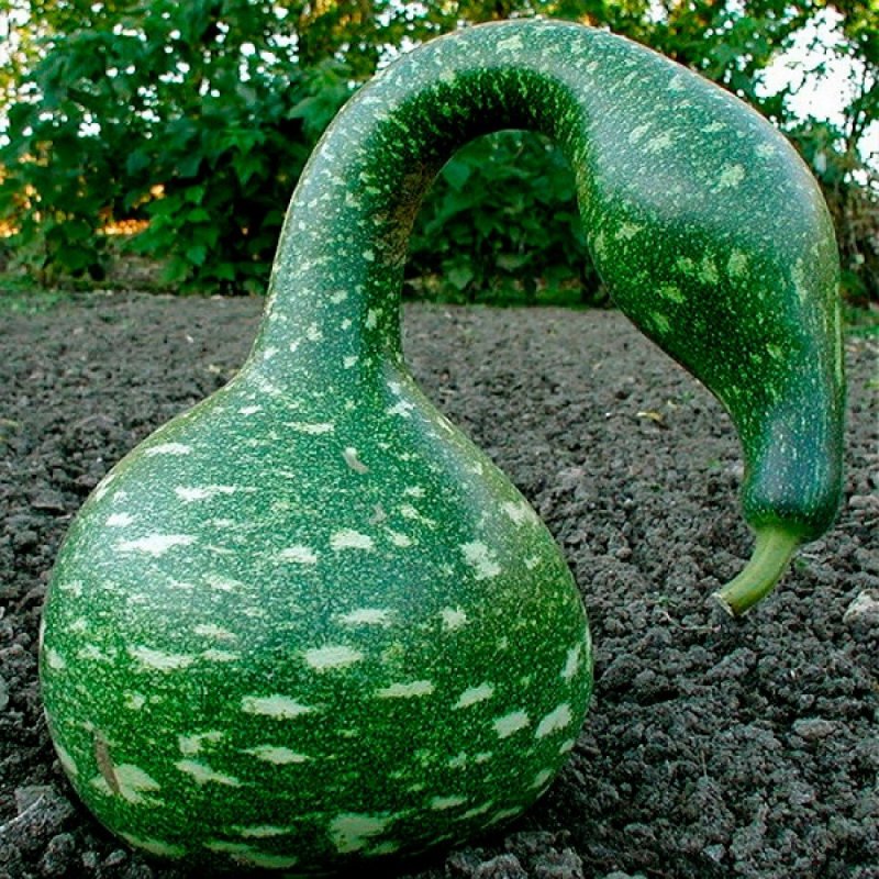 Лагенария Лебедушка
