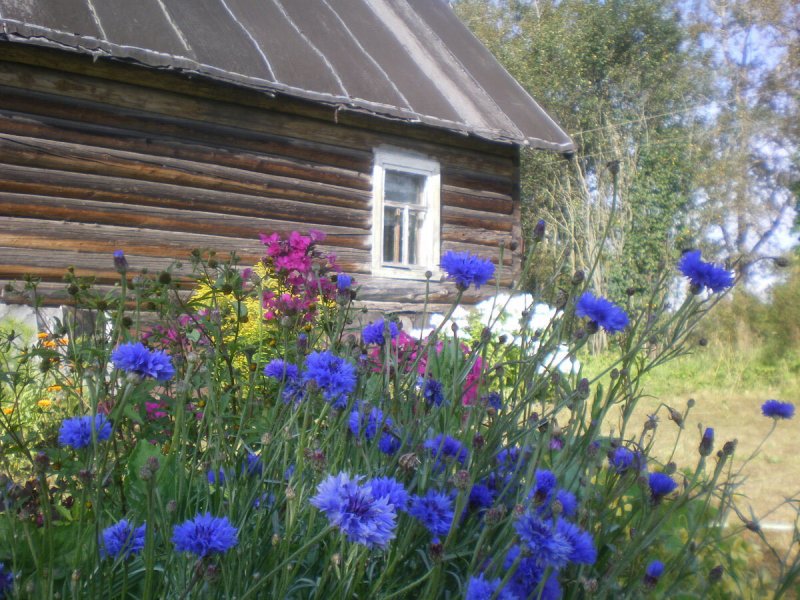 Васильки на даче