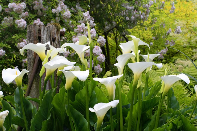 Calla Lily Zantedeschia aethiopica