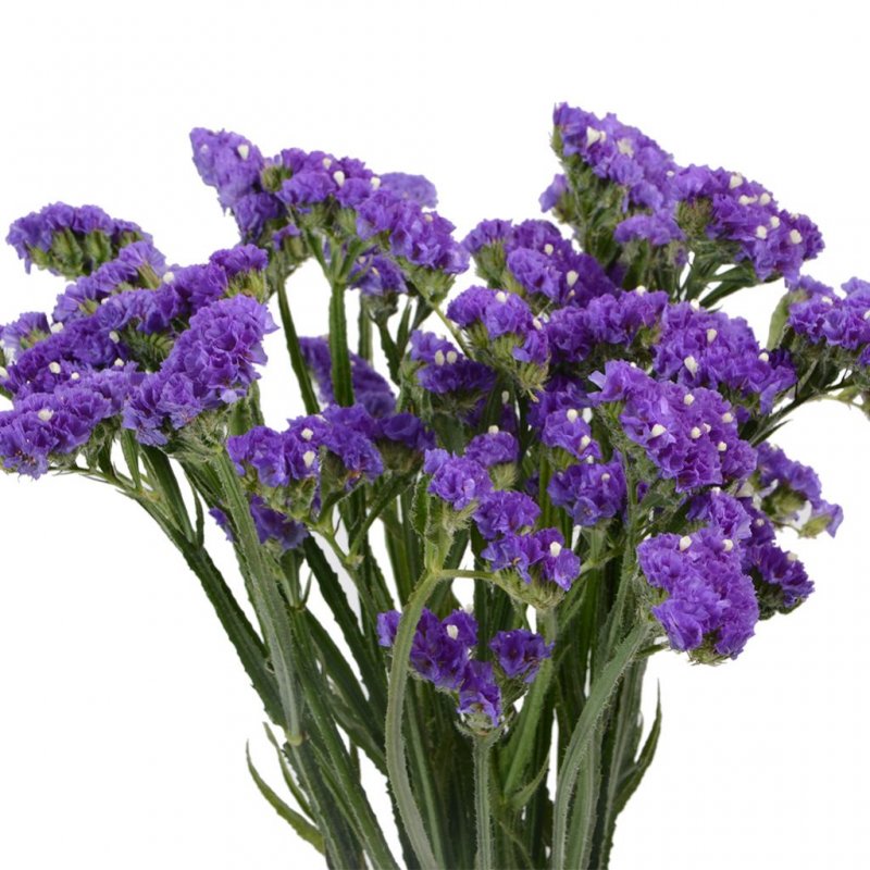 Статица цветы