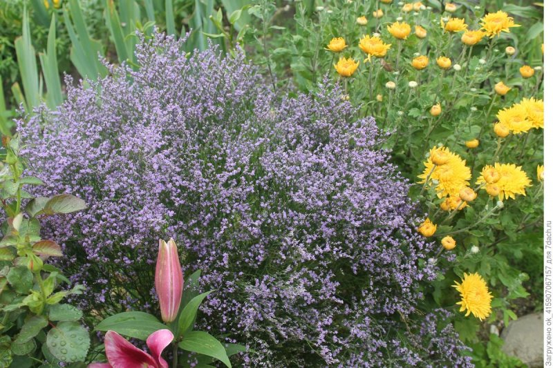 Кермек (Limonium)