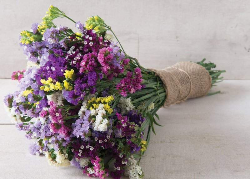Кермек опушенный ( Limonium tomentellum)