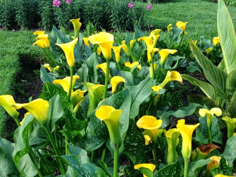 Зантедеския (Zantedeschia / Calla Twilight) 14/+