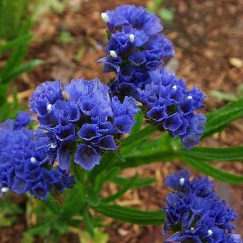 Limonium perezii-Hybrid Purple Parachute