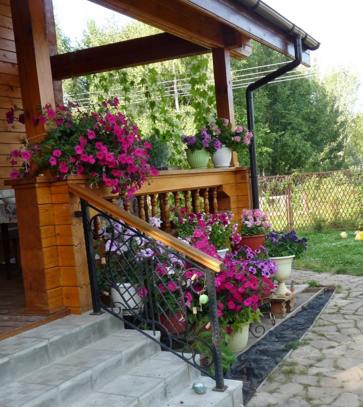 Флора петунии на клумбах