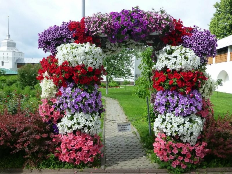 Петунии и циния