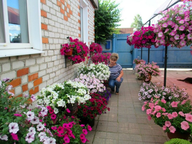 Красивые клумбы из петунии