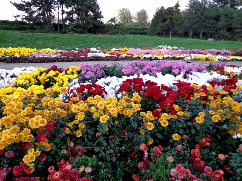 Разноцветные цветы для клумбы
