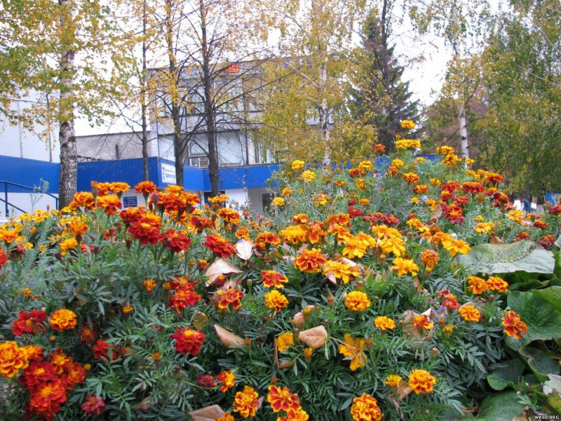 Цветники осенью