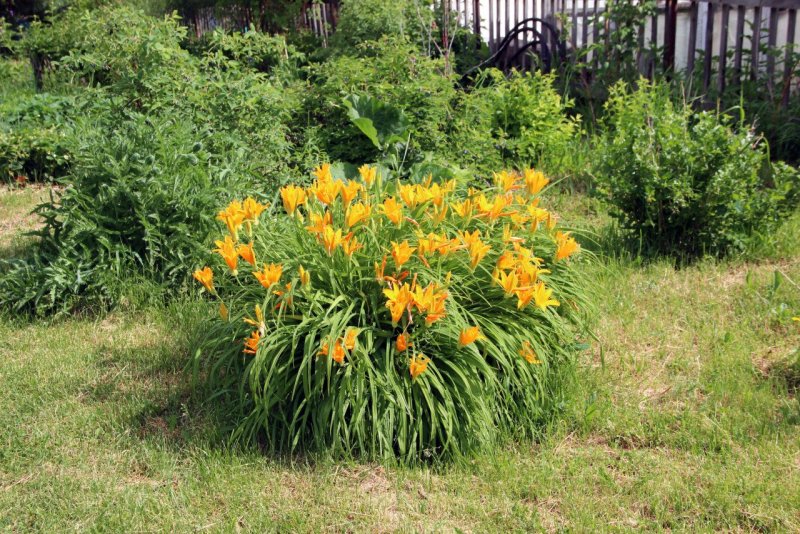 Лилейник Живая изгородь