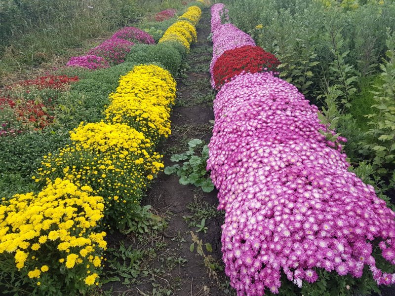 Черенки хризантемы мультифлора