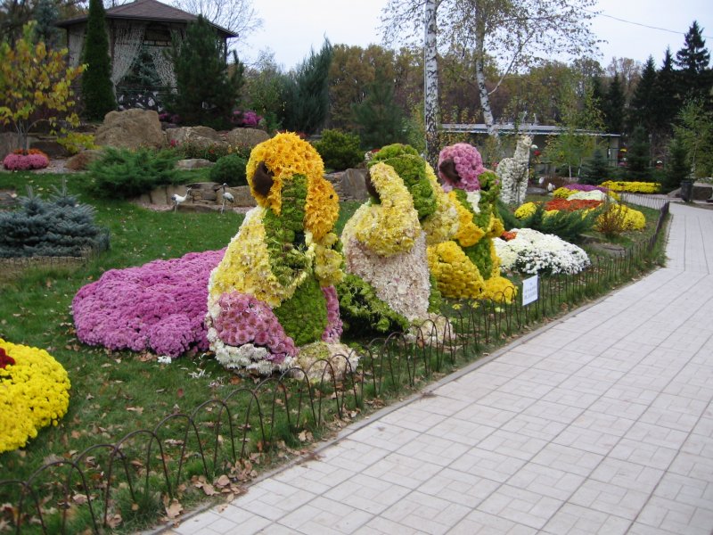 Хризантемы на клумбе